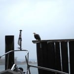 This morning as Kap was plotting our course, she looked up and saw a very wet bald eagle perched on the piling breakwater just 10' in front of Flying Colours' bow. It had a fish in its talons and was about to have breakfast.