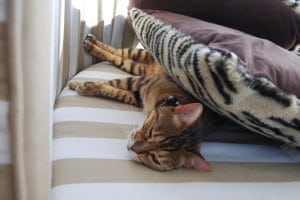 ZuZu is one contented cat - particularly when she can stretch out on the fly bridge, with a leopard pillow over her to keep warm.