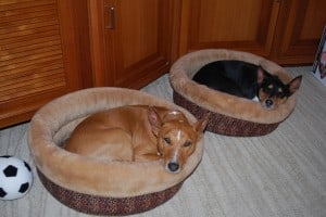 Gator and Raz like sleeping in their beds in the salon - and typically look like a pair of bookends - . . . 