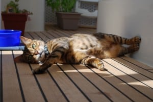 ZuZu loved being outside on the boat deck during the hotter days.  