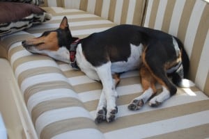 Raz isn't always wild about being on Flying Colours, but she definitely likes snoozing on the fly bridge settee.