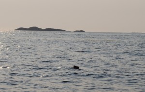 The deadhead that we spotted 20' off our starboard side, with about 8" of it exposed above the surface of the water.