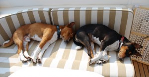 If the water's smooth, this is how Gator and Raz like to spend their time during the cruise.