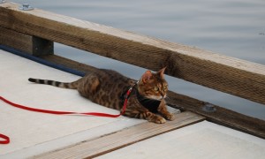 ZuZu enjoying some time on the dock.