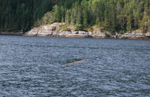 A typical floating log in the water.  With constant lookout ahead with binoculars it's probable you'll see this type of log, but when it's rough and they're laying in the wave trough, they can be impossible to spot.