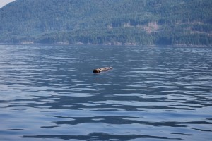 This is a floating log you absolutely don't want to hit!  It's at least 24" in diameter and about 15-18' long.  From the side cuts on it we figured it was a stray side log from a boom.  If you hit this guy you'd almost certainly hole the hull.