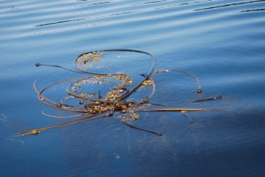 Ahead of you, a tangle of kelp often looks like a log - or worse, has a log imbedded in it - so it's also good to steer around stuff that looks like this.