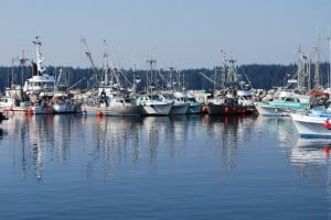 There's a large fishing fleet based at the Port McNeill’s government dock.