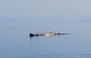 In calm water, the seagulls line up on floating logs to rest and watch the world go by.  These are obviously easy to spot too, as you usually don't find gulls lines up standing ont he water's surface.