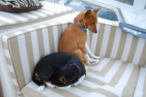 Gator and Raz don’t mind the rain.  The enclosed fly bridge is still warm and cozy – a great place to curl up for a snooze.