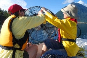 Kap and Shirley ready a prawn pot for a soak.  There are strict regulations on the mesh size and the entrance opening size.  The bait is in the white cup suspended by bungees in the center.