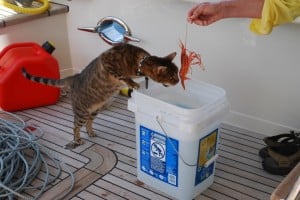 ZuZu was quite interested in our one prawn catch – but wasn’t sure what it was.