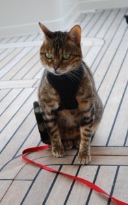 ZuZu is never happy about the elastic harness and leash she has to wear when out on the deck – her body language seems to say, “OK, I’ll wear it, but I won’t look happy about it!  This harness makes me look like I’m in a gym costume!”