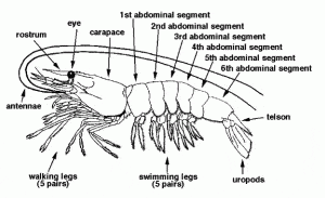 Here’s the anatomy of a prawn, to go with the explanation of shelling that Steve Clark came up with.