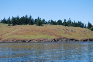 The island looks pretty barren as we cruise by it, but we always train our binoculars along the hillside to see extensive herds of wild animals grazing on the lush grasses.