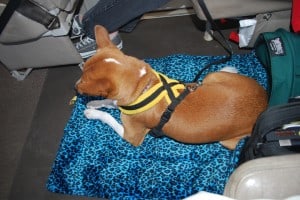 Gator asleep on his blanket on the floor of the Kenmore Air Otter floatplane on our way north to April Point.